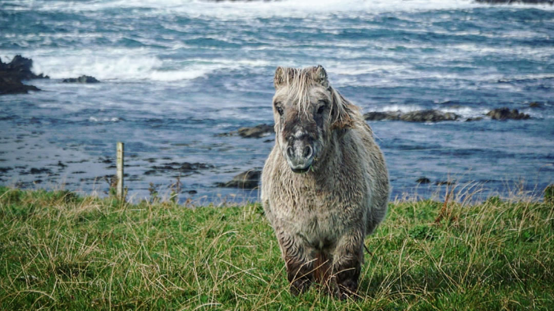 A Shetland pony on the coast