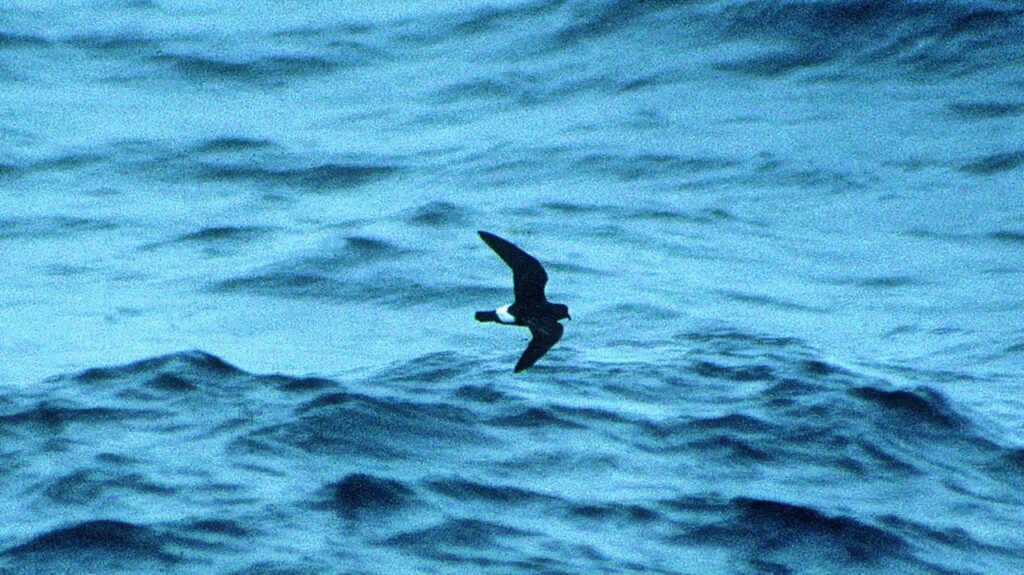 Stormy petrel flying at night