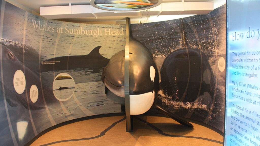 Sumburgh Head whale display