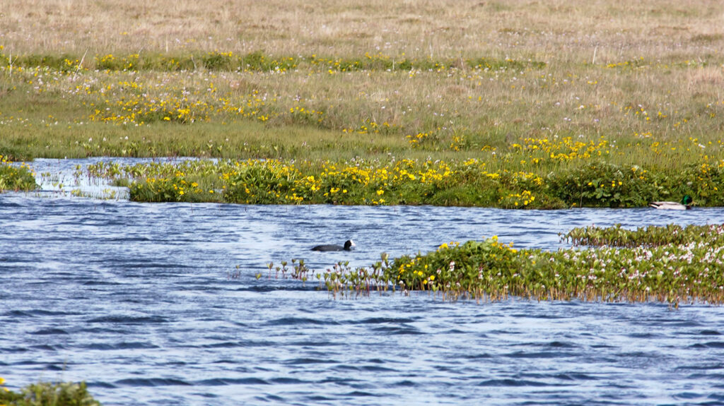 The Loons in Birsay in Orkney