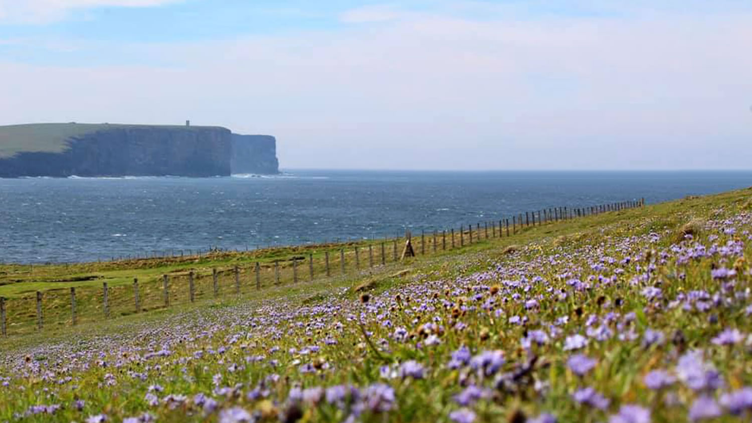 Exploring the Wildflowers of Orkney