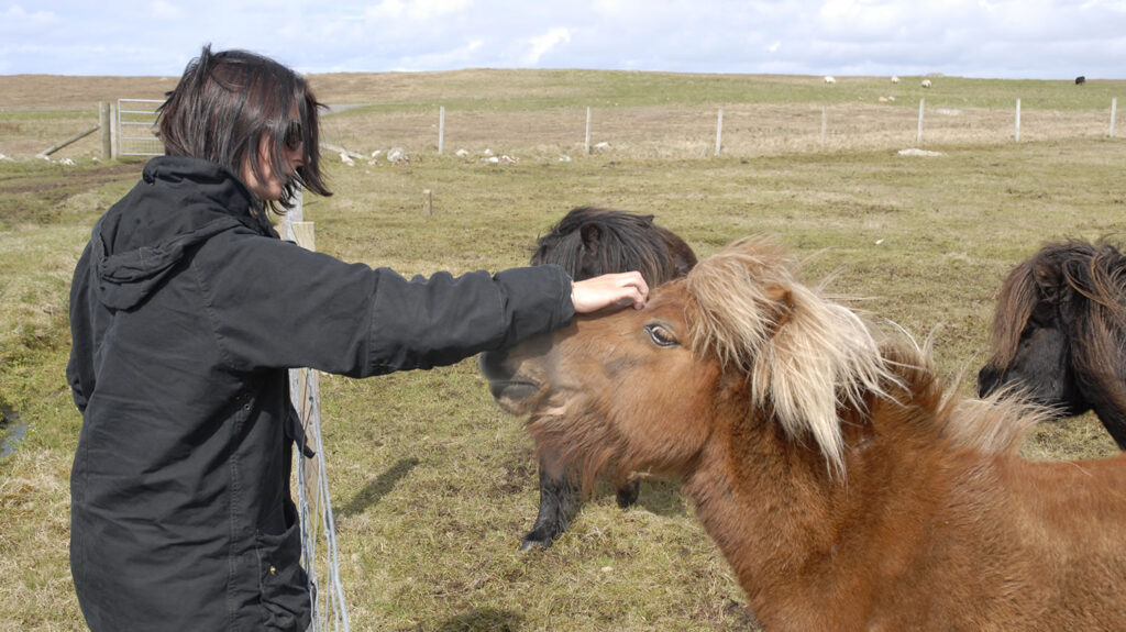 Petting Shetland ponies
