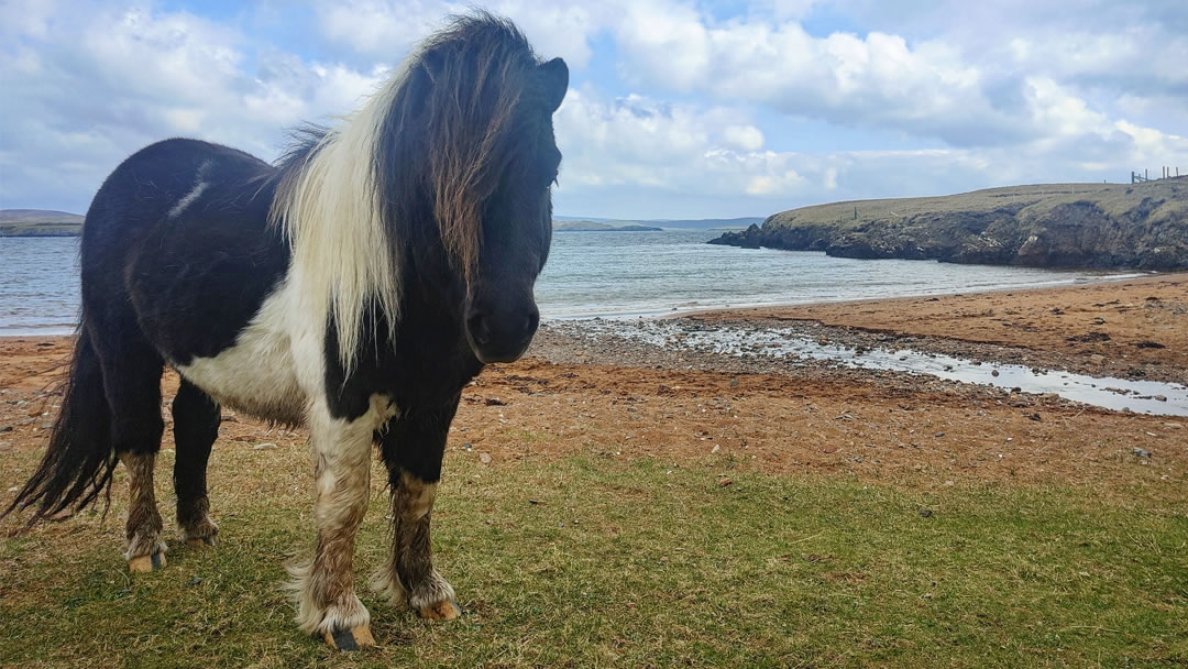 A Shetland pony on an island shore