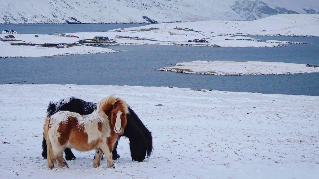 Two Shetland ponies in the snowy island landscape