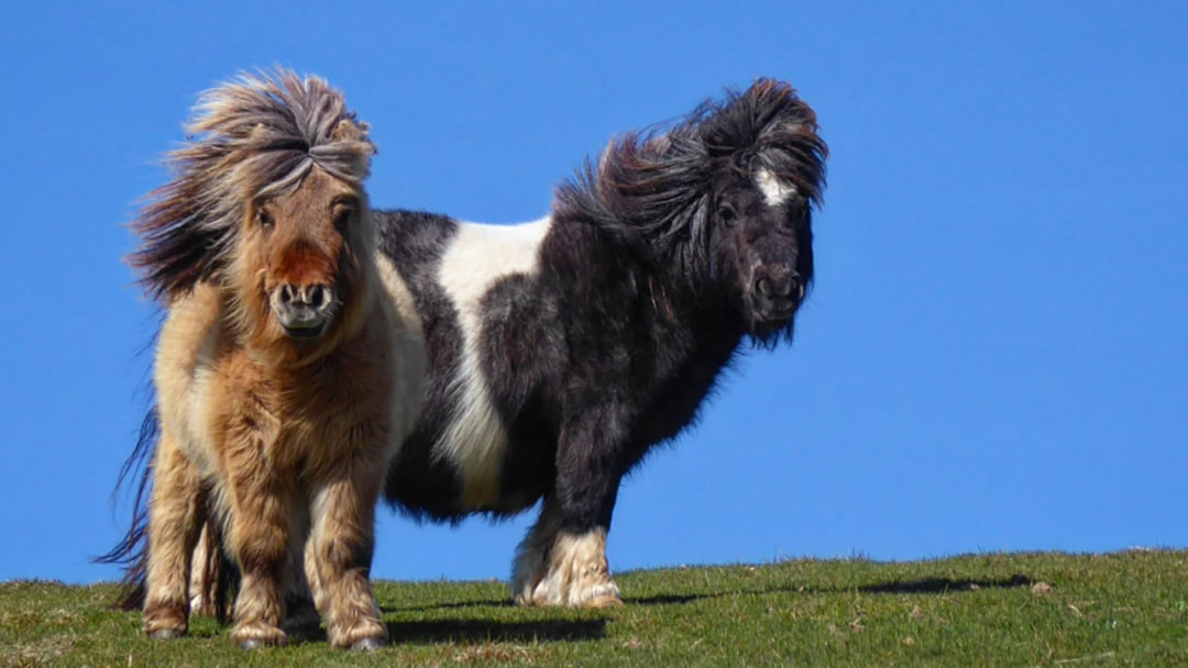 Two Shetland ponies on a blue skied blustery day