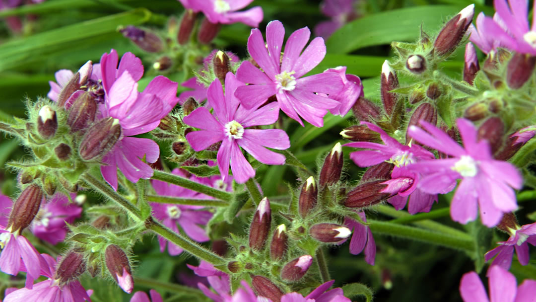 Red Campion (Silene Dioica)