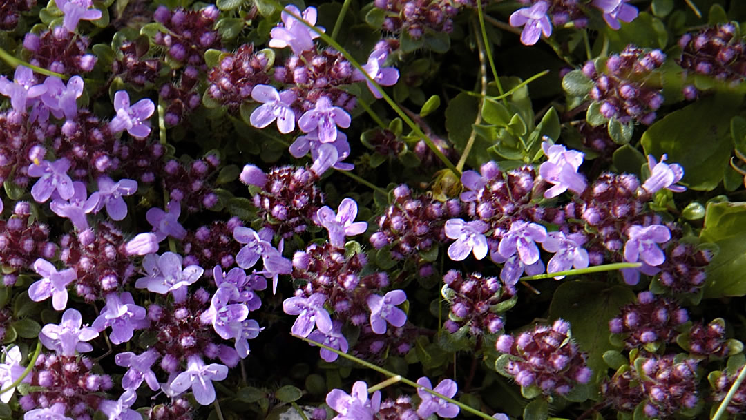 Wild Thyme (Thymus Polytrichus)