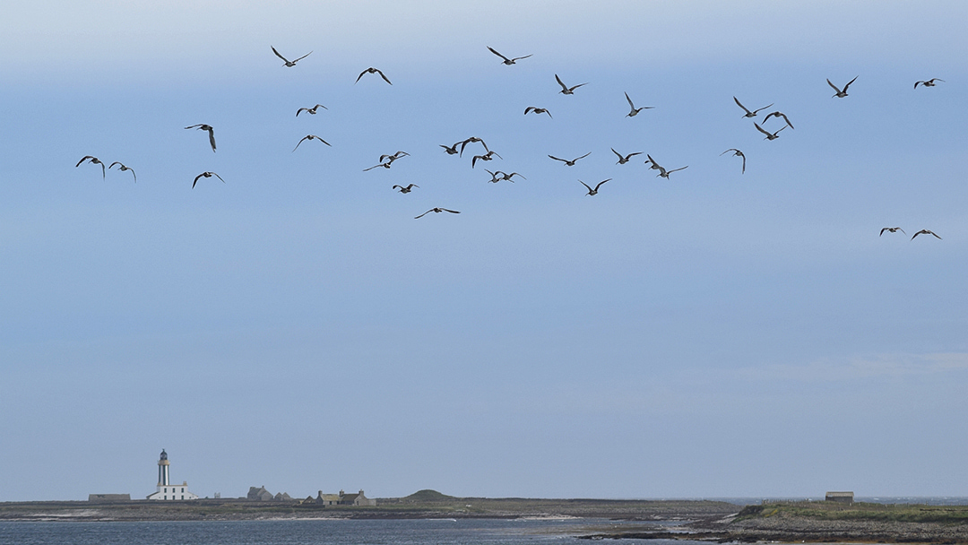 A flock of Curlew seen in Sanday, with Start Point Lighthouse in the distance