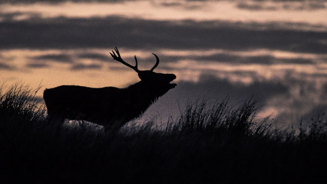 Deer in Caithness