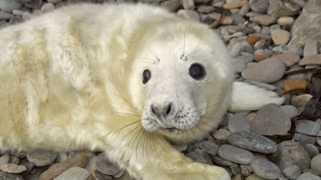 Grey seals can be easily seen around the coasts of Orkney and Shetland