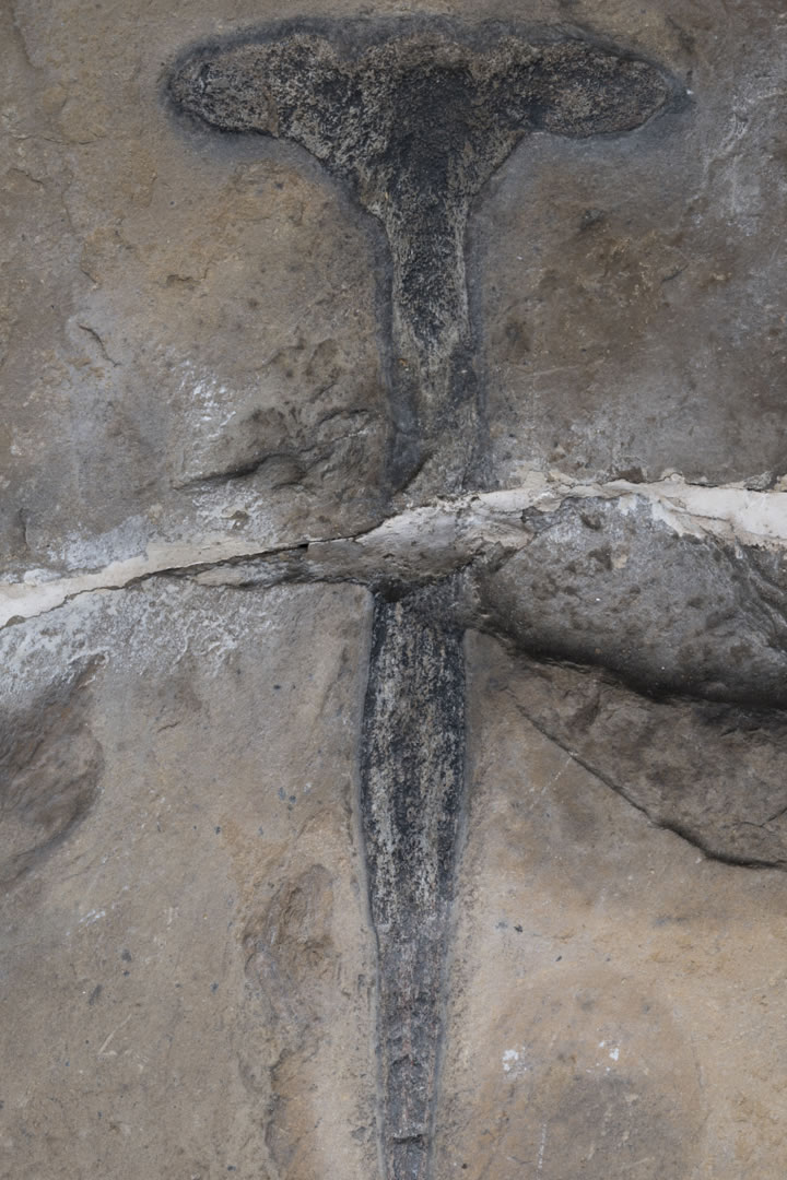 Homosteus milleri ancient fish fossil