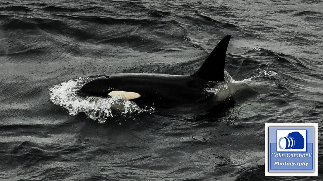 Orca in Caithness
