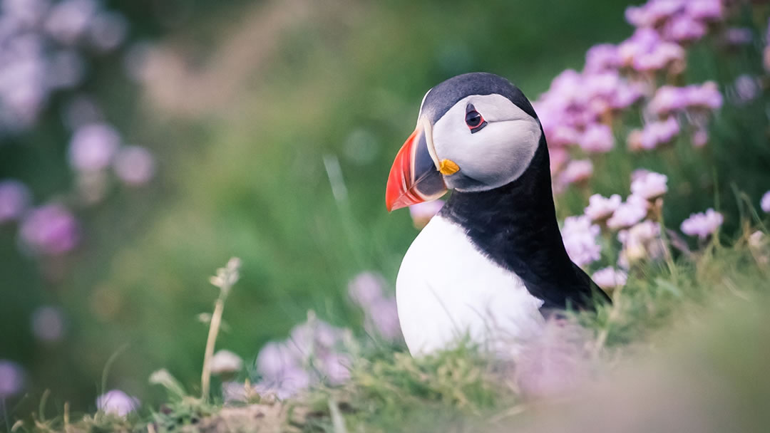 Puffin in Caithness
