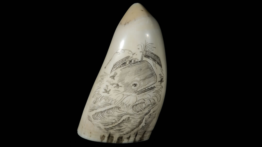 Scrimshaw Sperm whale tooth front