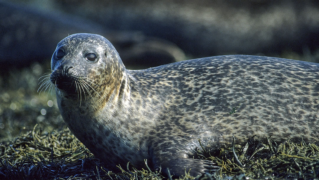 Seal in Caithness
