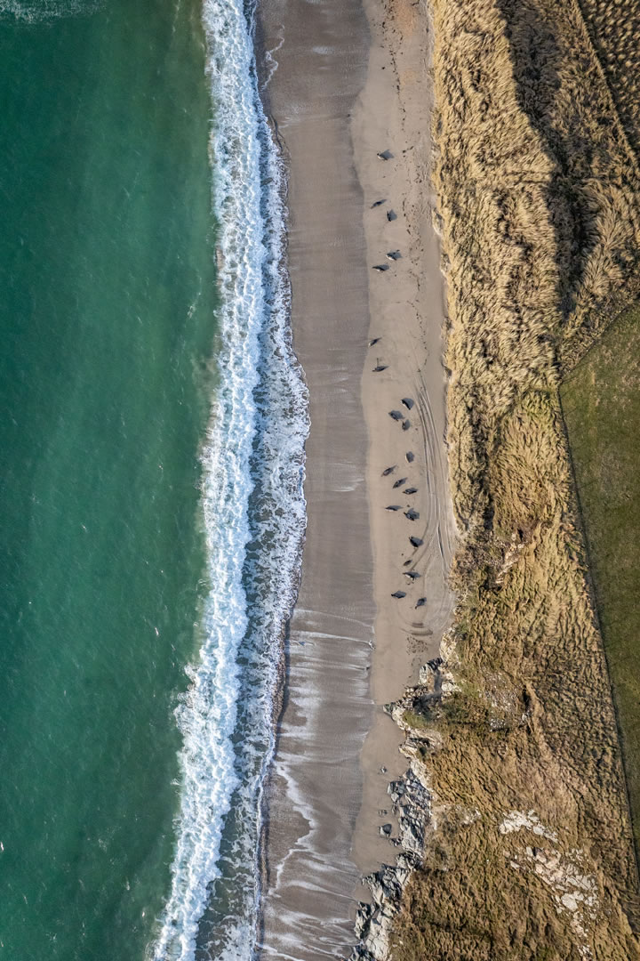 Seals on Rerwick Beach in Shetland