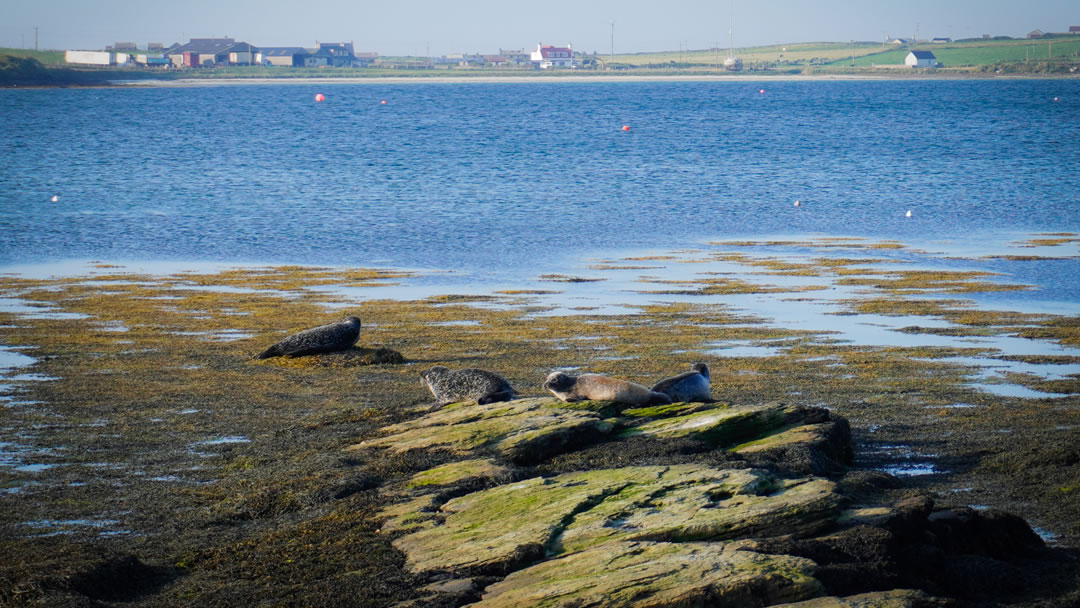 The Pierowall waterfront