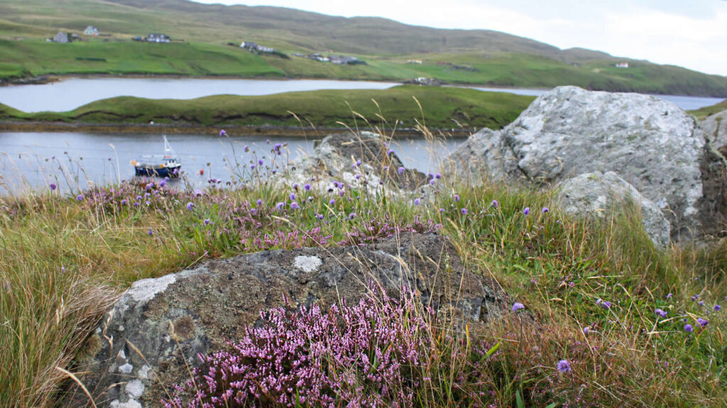 Wildflowers in Shetland