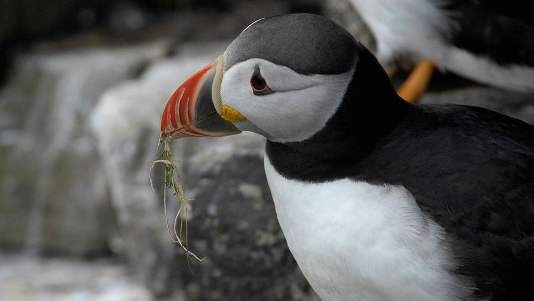 puffin in Caithness