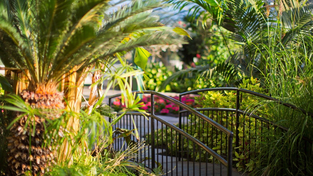 David Welch Winter Gardens in Duthie Park, Aberdeen