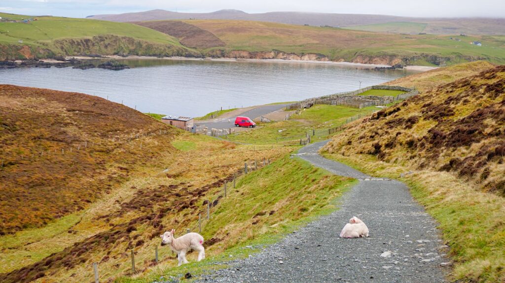 A peaceful walk at Hermaness Nature Reserve