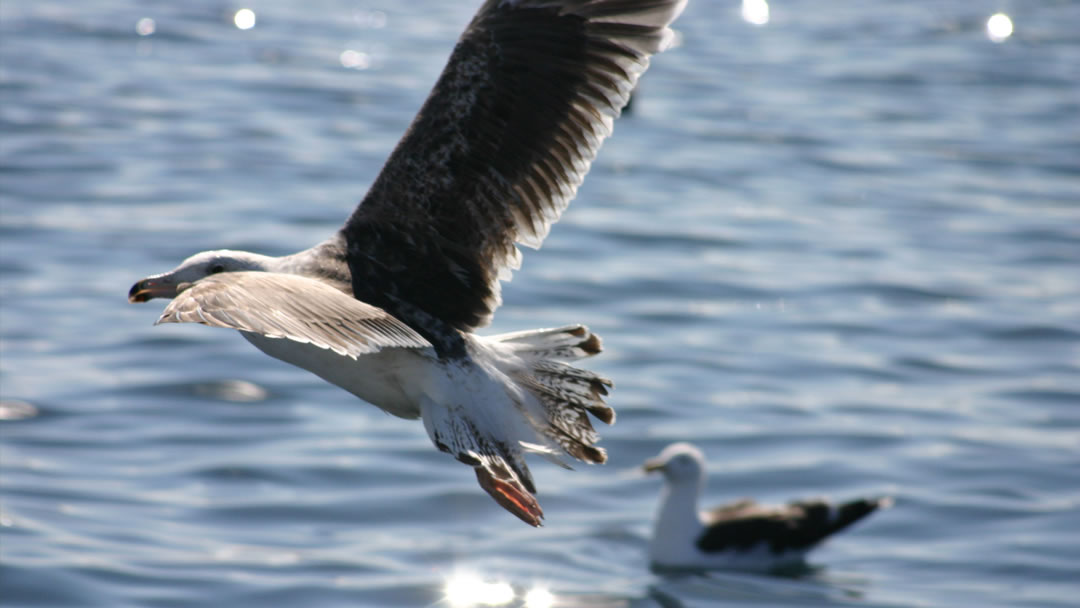 Birdlife, Hermaness, Shetland