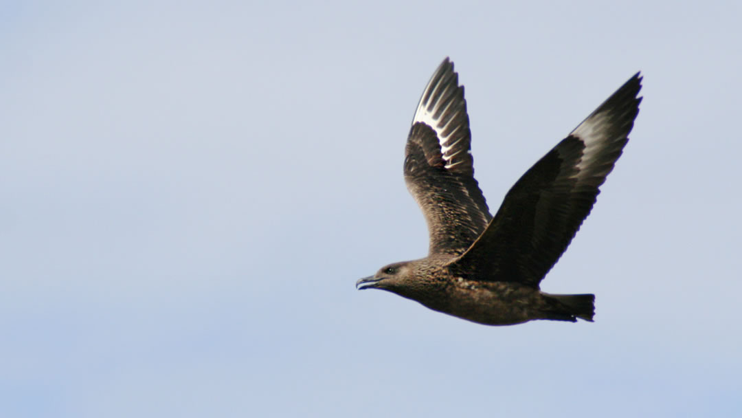 Bonxie, Foula, Shetland