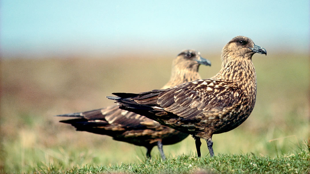 Bonxies, Shetland