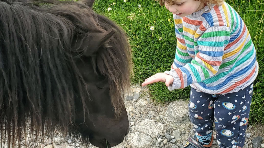 Finn enjoys feeding a friendly Shetland pony