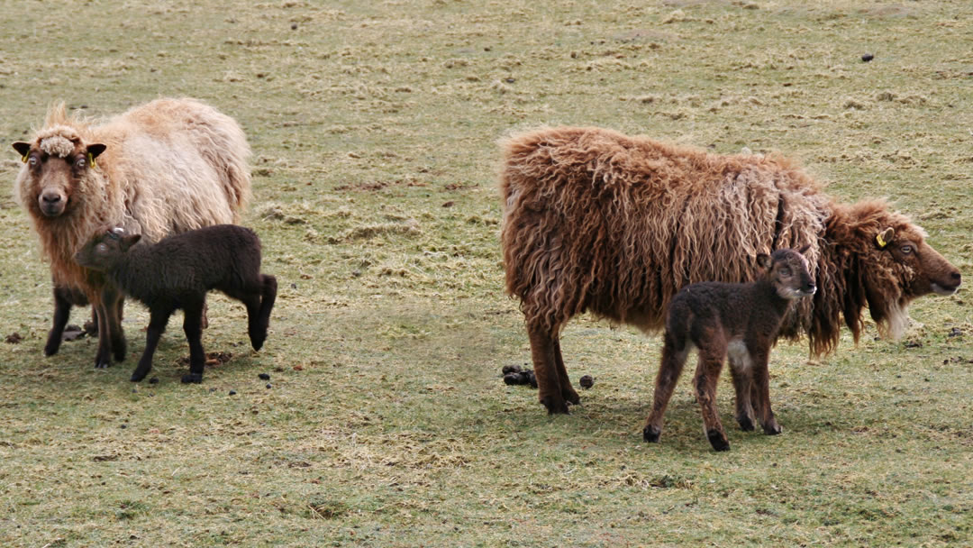 Foula Sheep and lambs, Shetland