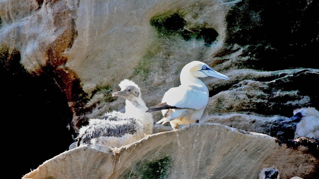 Gannet and chick