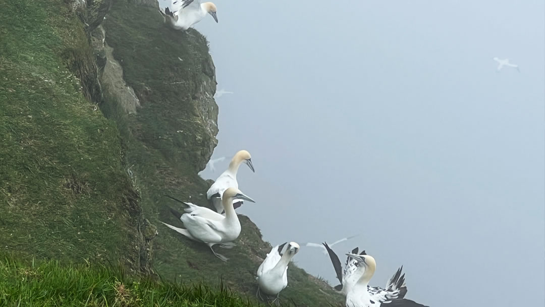 Gannets otherwise known as Solan Geese, Hermaness, Shetland