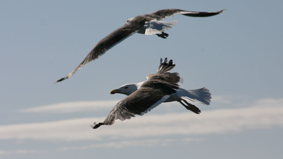 Hermaness, Shetland is a great place for spotting birds