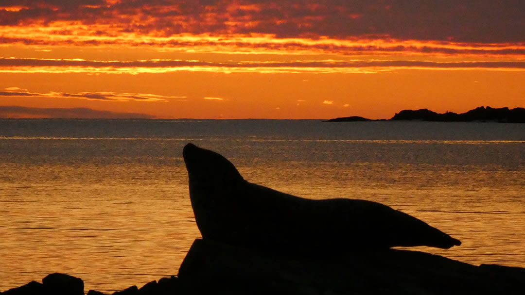 Seal calls can be quite eerie