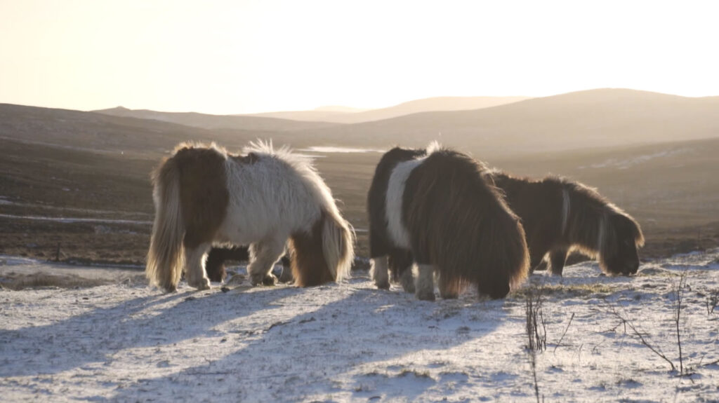 Shetland Ponies in the snow