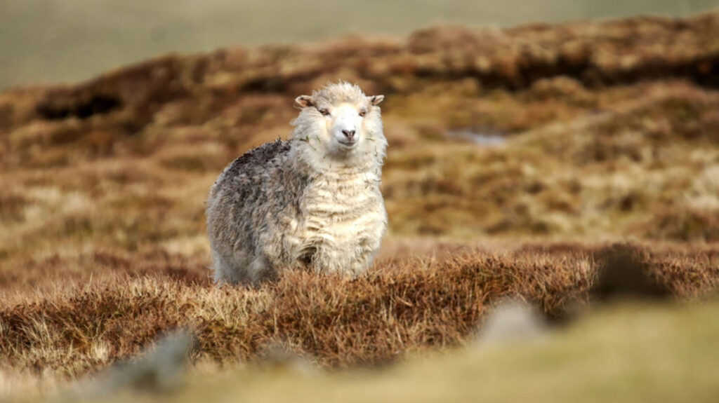 Shetland sheep on Ward of Norwick