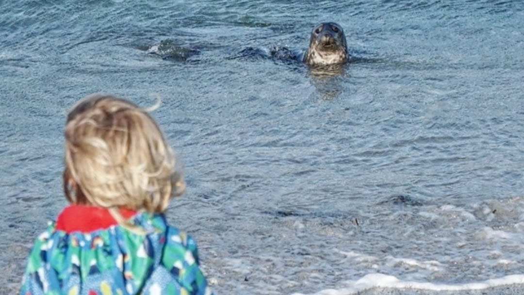 Watching seals from the shore