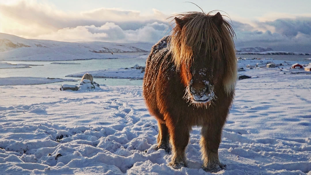 A Shetland pony on the snowy hills on a bright day