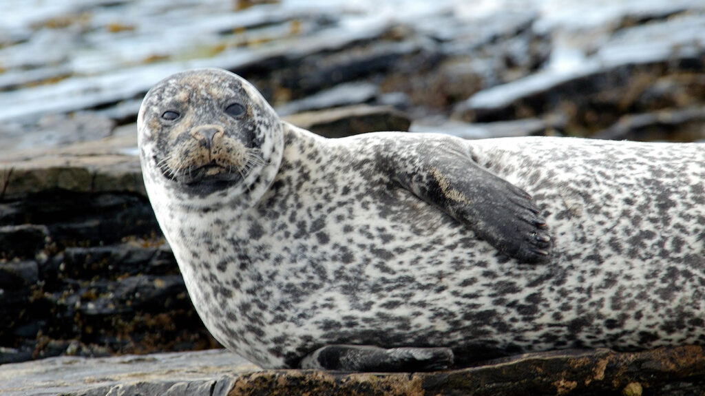 Common Seal hauled out on the rocks in the Northern Isles