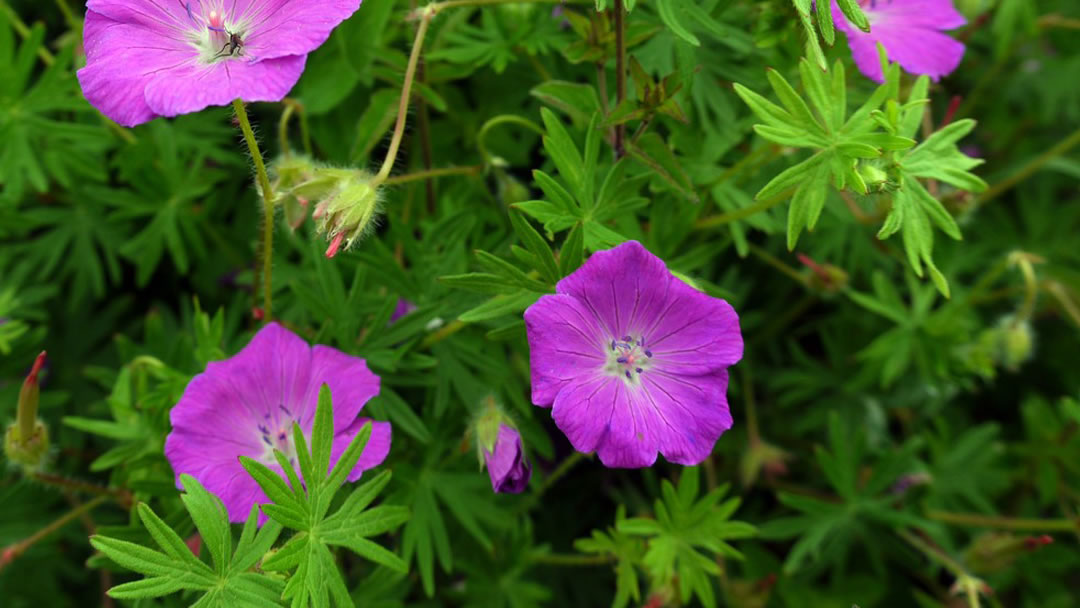 Bloody Cranesbill - Geranium sanguineum
