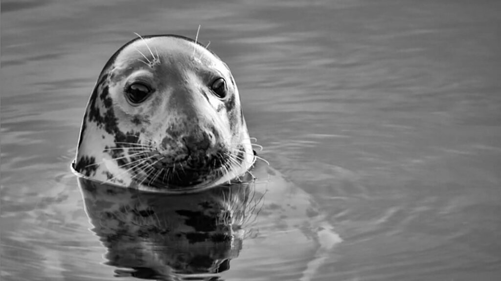 Grey seal