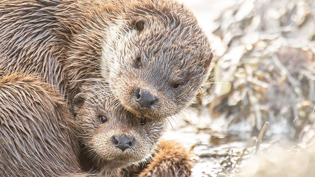 Otter and cub