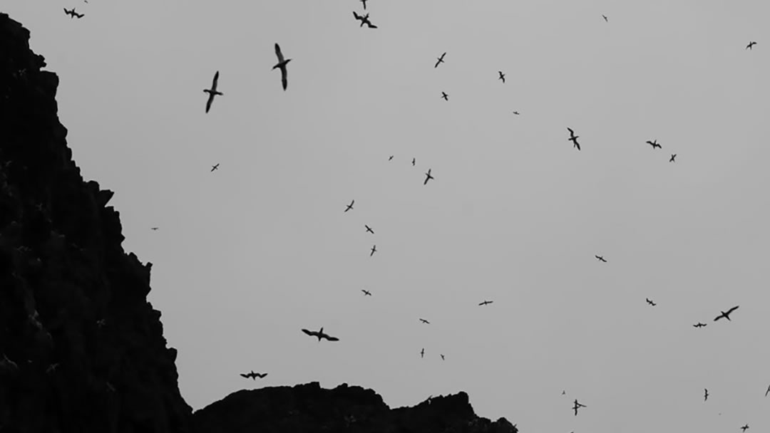 Gannets of Noss