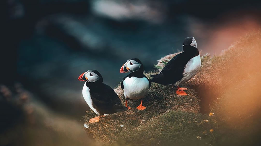 Puffins at Sumburgh Head