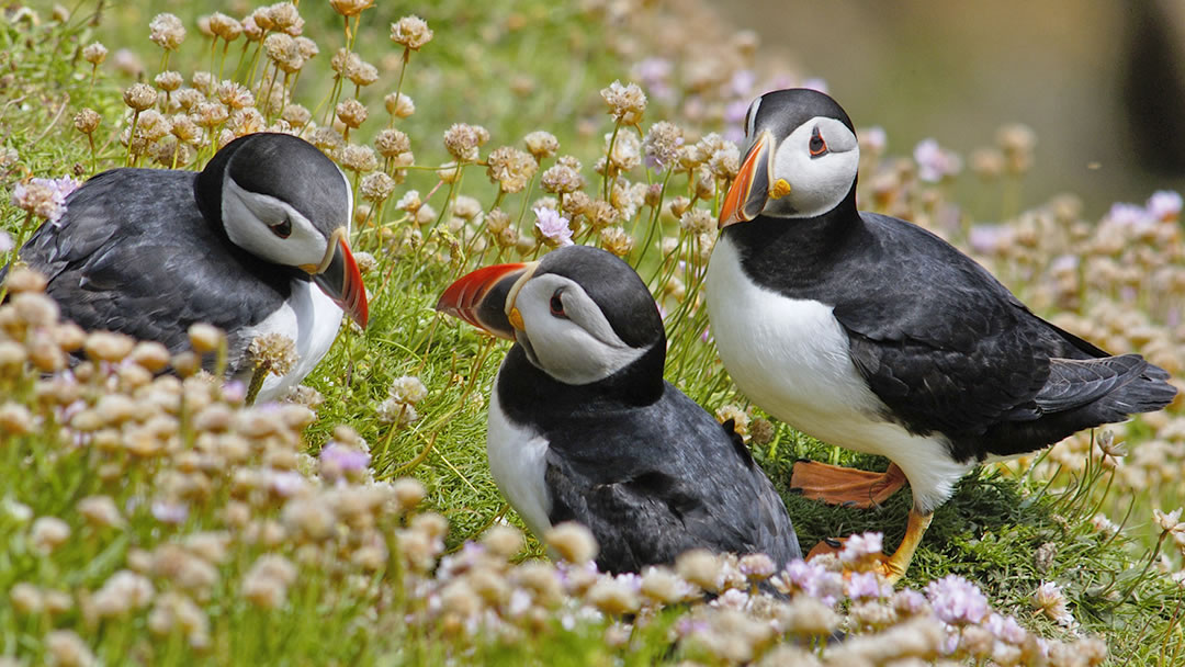 Puffins