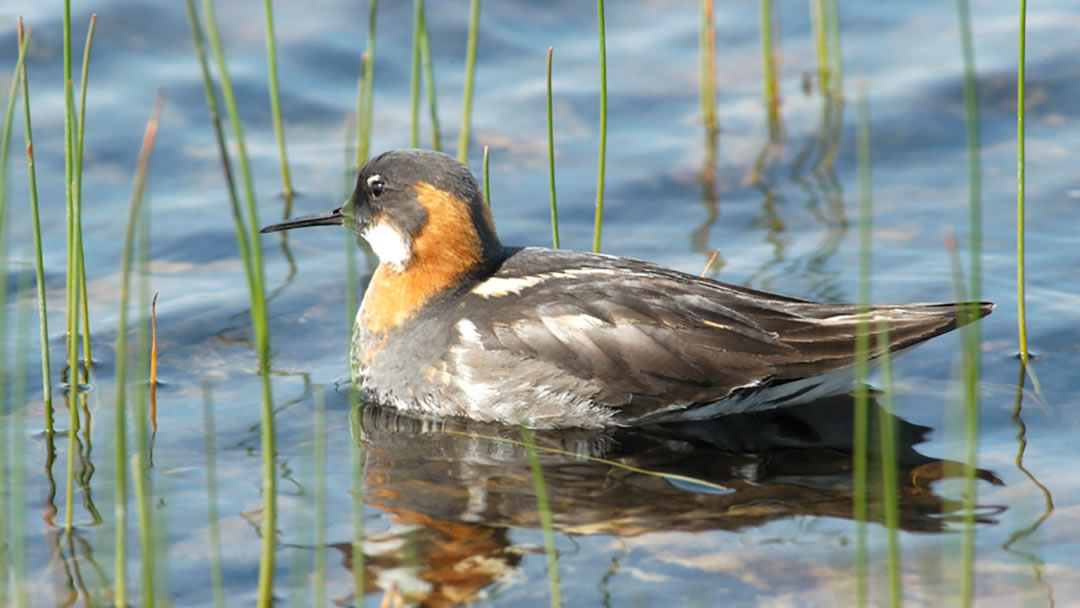 Red-necked phalarope can be seen in Fetlar, Shetland