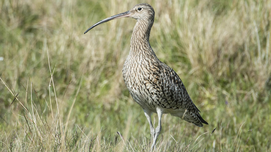 Curlew