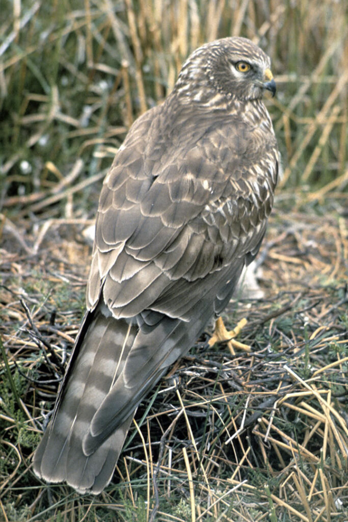 Hen harrier