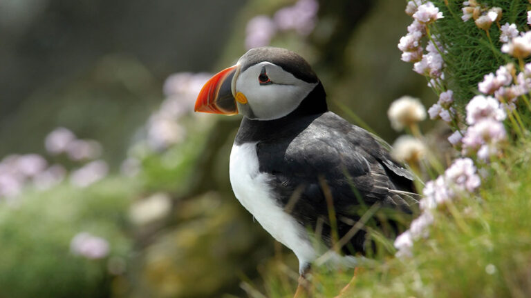 30 birds to see in Orkney | NorthLink Ferries