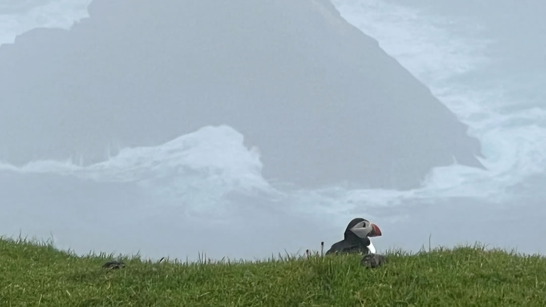 Puffin, Hermaness, Shetland